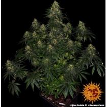 Blue Gelato 41 (x3)